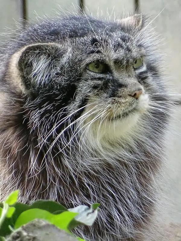 Фотография Шивы в Зверинце ботанического сада
