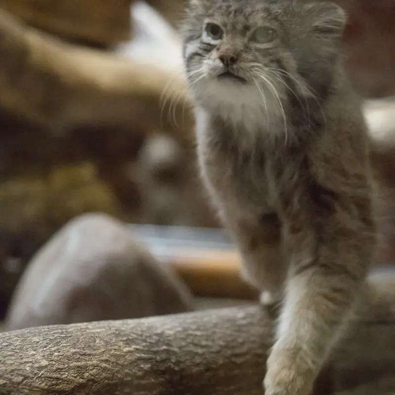 Фотография Клёна в Зоопарке Уено