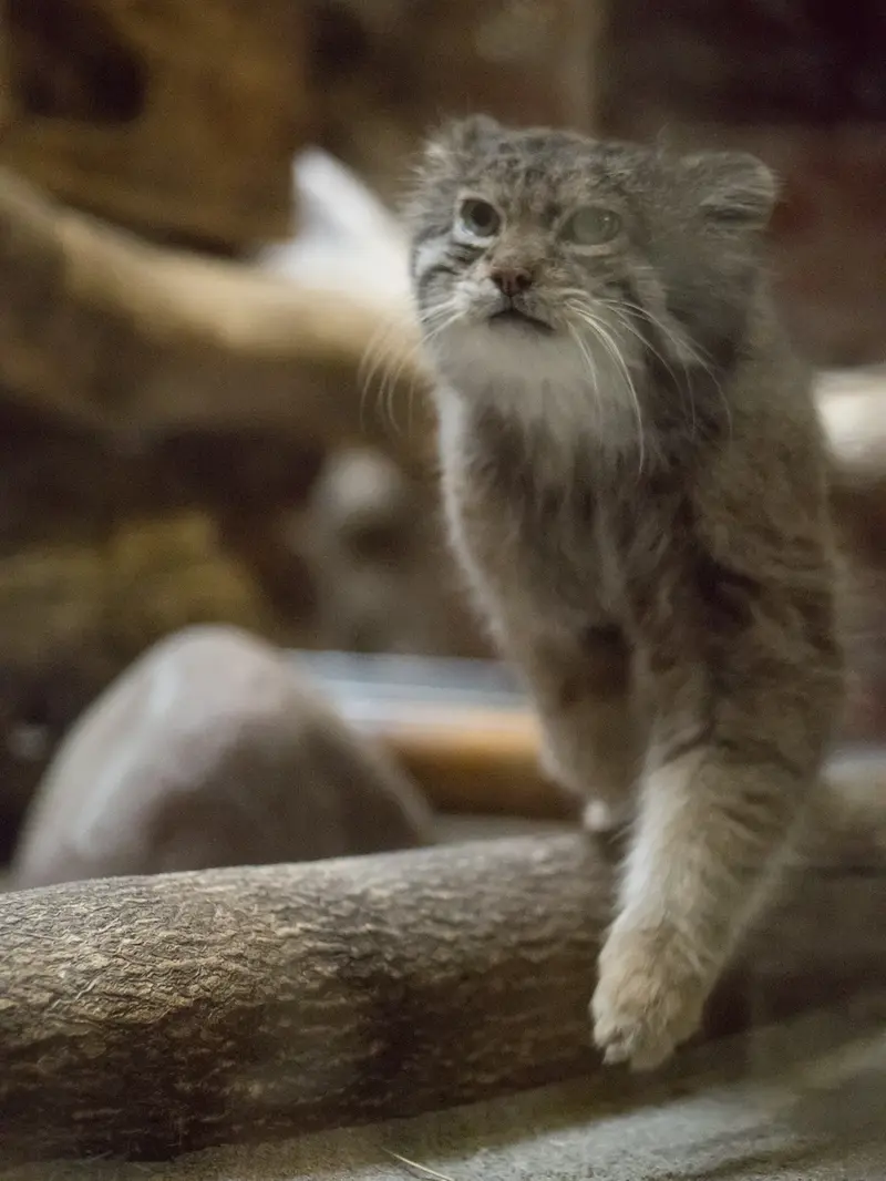 Фотография Клёна в Зоопарке Уено