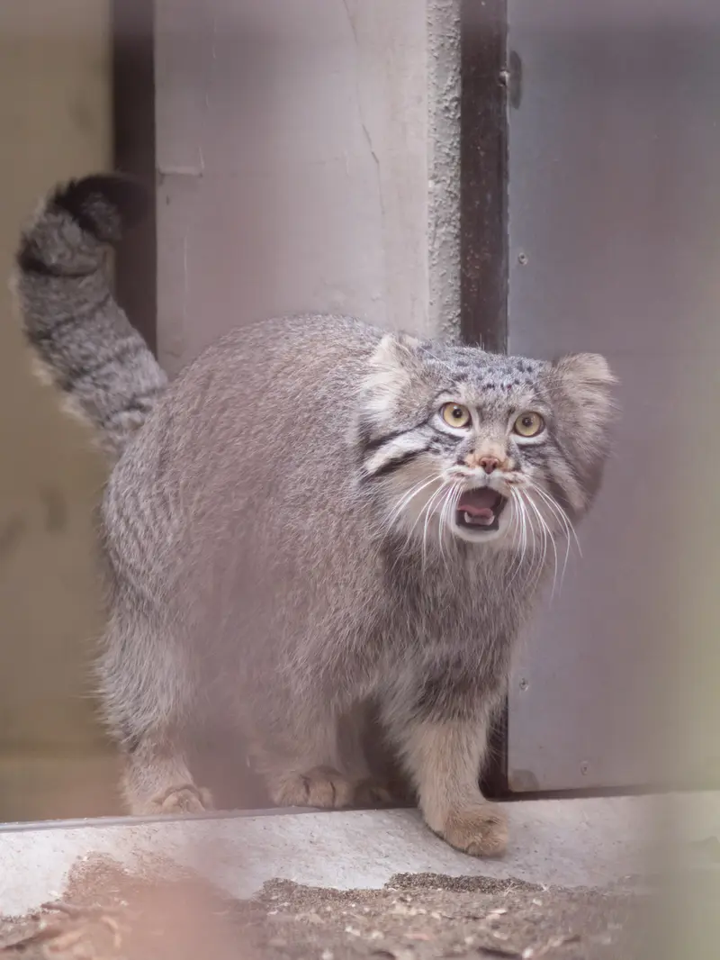 Фотография Фиги в Зоопарке Ногеяме