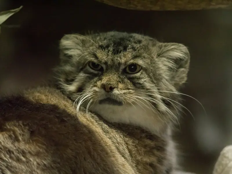 Фотография Примулы в Зоопарке Уено