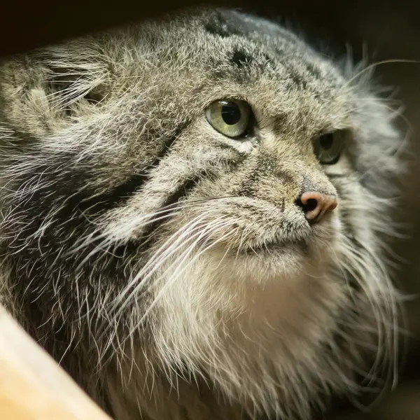 Фотография Клёна в Зоопарке Уено