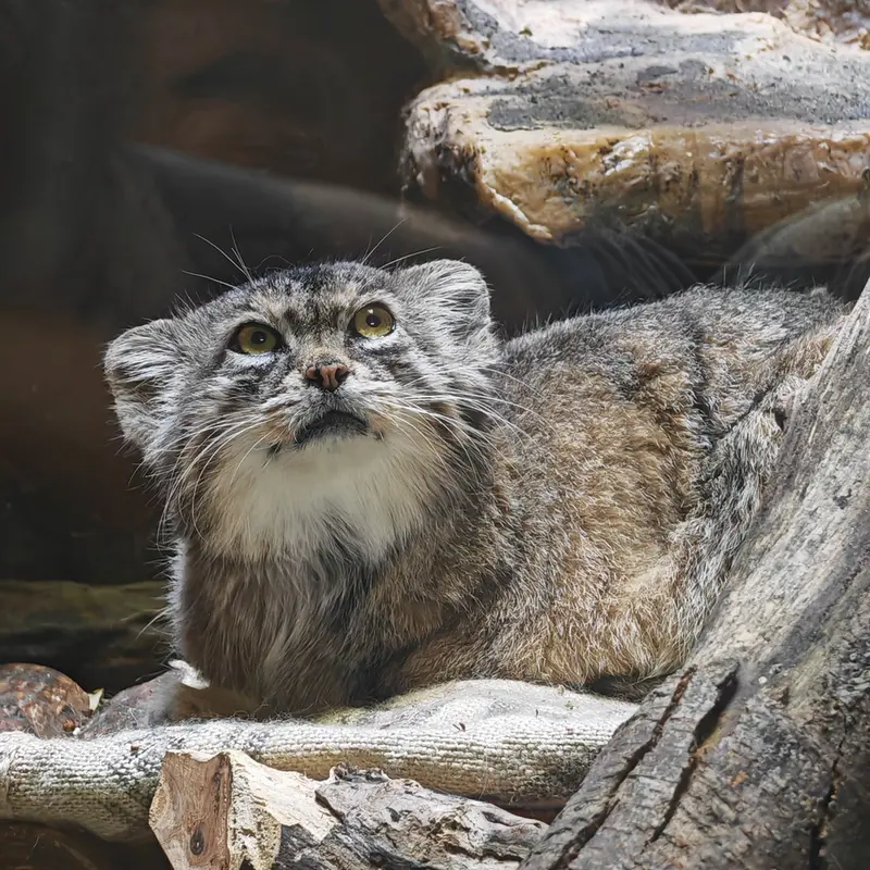 Фотография Шафран в Зоопарке Уено