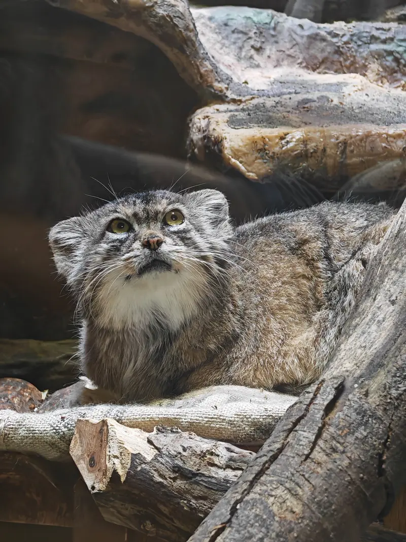 Фотография Шафран в Зоопарке Уено