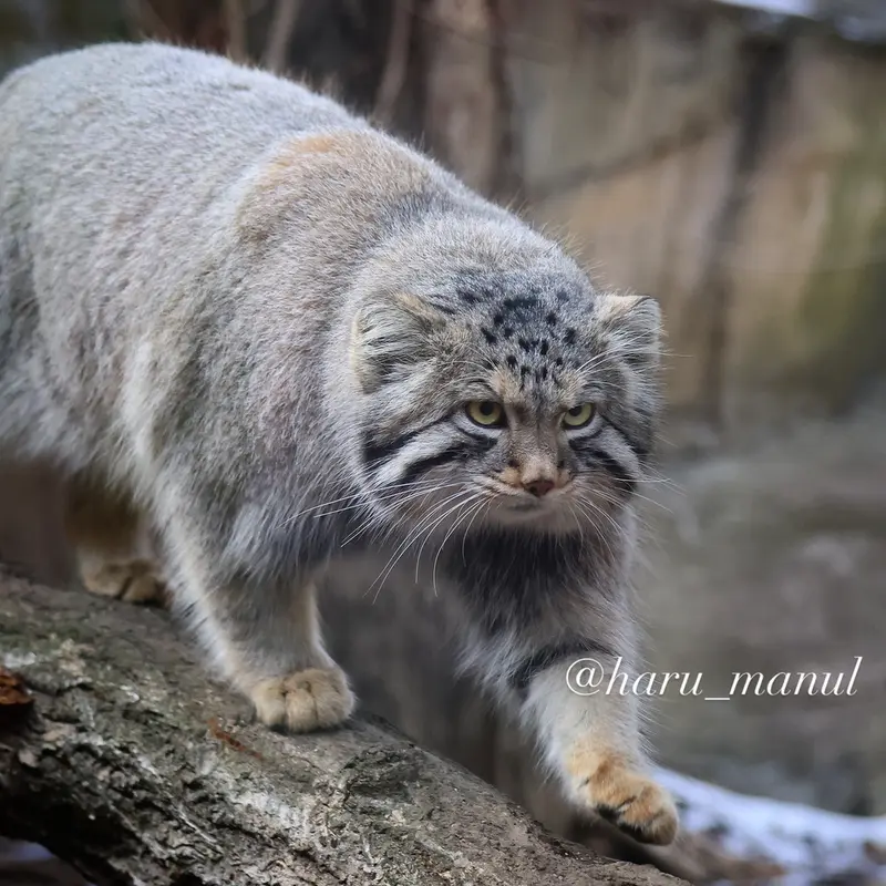 Фотография Нагому в Царстве Животных Насу