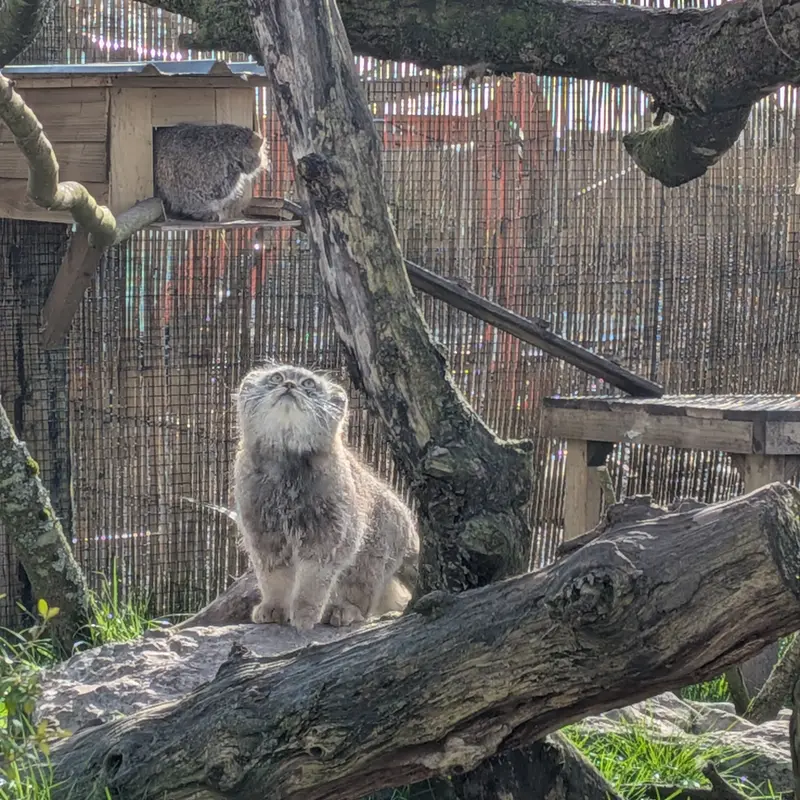 Фотография Бат-Эрдэнэ в Лэйклэнде Вайлдлайф Оазисе