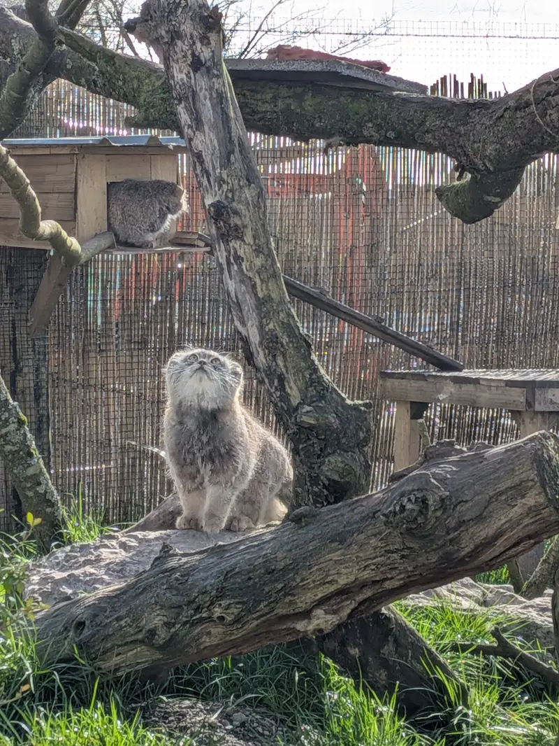 Фотография Бат-Эрдэнэ в Лэйклэнде Вайлдлайф Оазисе