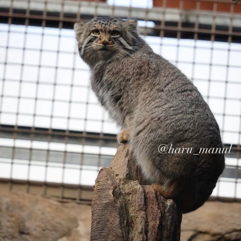 Фотография Нагому в Царстве Животных Насу