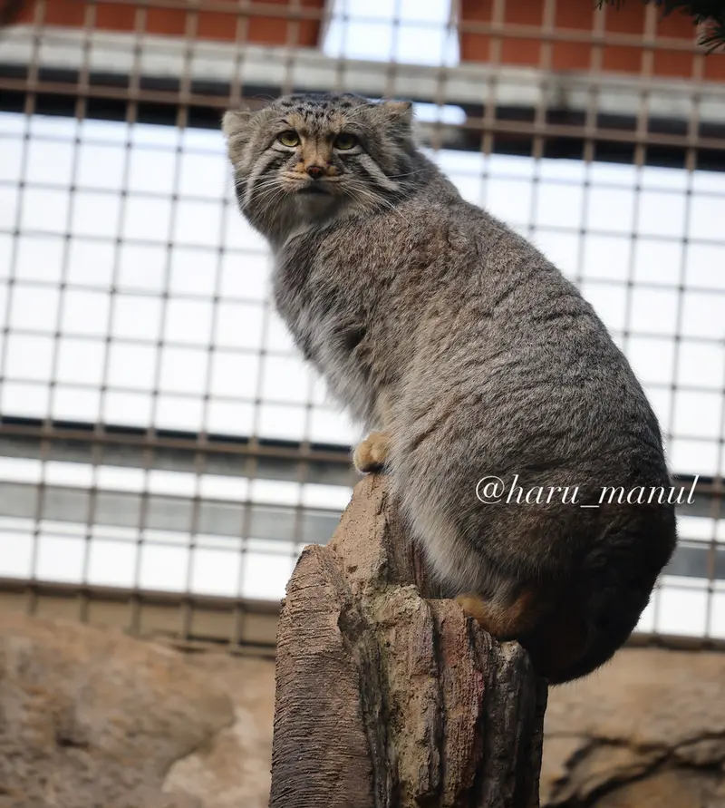 Фотография Нагому в Царстве Животных Насу