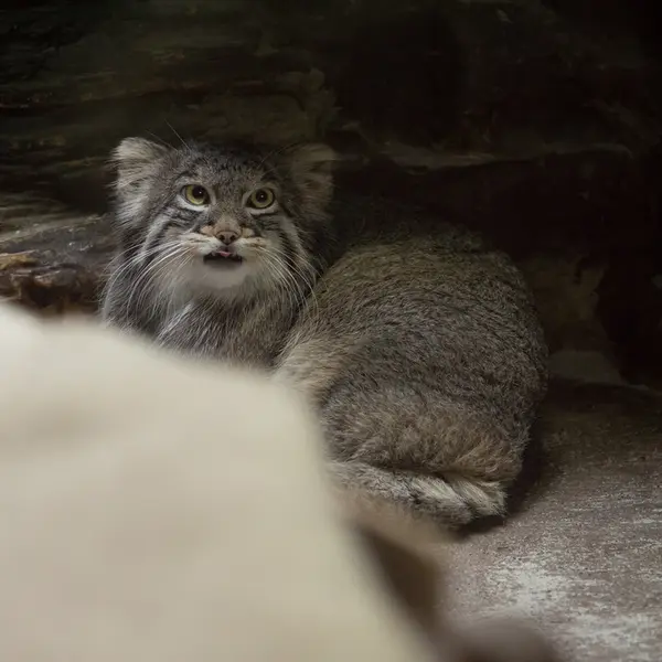 Фотография Фиги в Зоопарке Уено