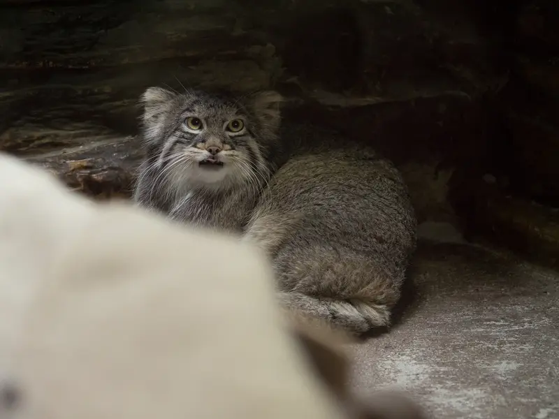 Фотография Фиги в Зоопарке Уено