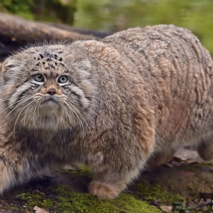 Фотография Алтая в Сафари-заповеднике Люминьи
