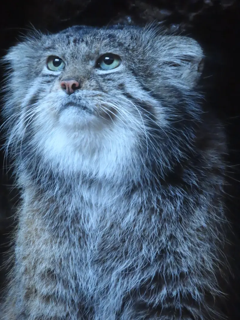 Фотография Клёна в Зоопарке Уено