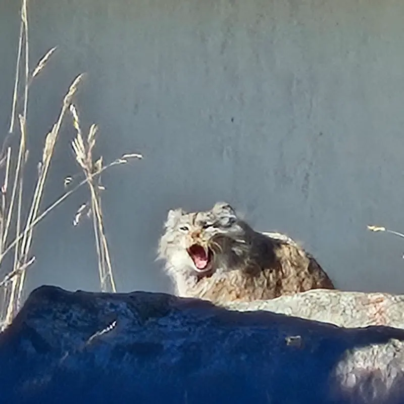 Фотография Мими в Зоопарке Коркеасаари