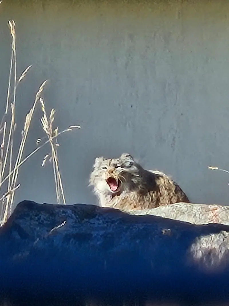 Фотография Мими в Зоопарке Коркеасаари