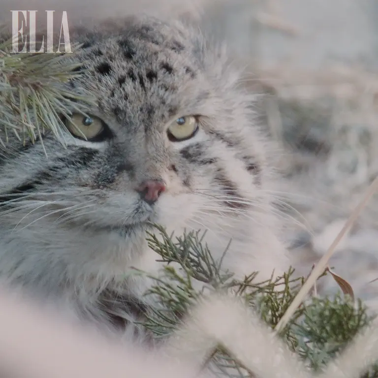 Фотография Олафа в Зоопарке Калгари / Институте Уайлдере