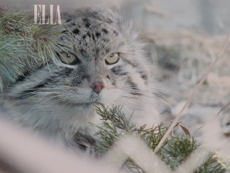 Фотография Олафа в Зоопарке Калгари / Институте Уайлдере