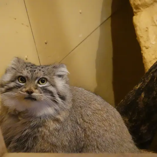 Фотография Оливы в Детском зоопарке Сайтама