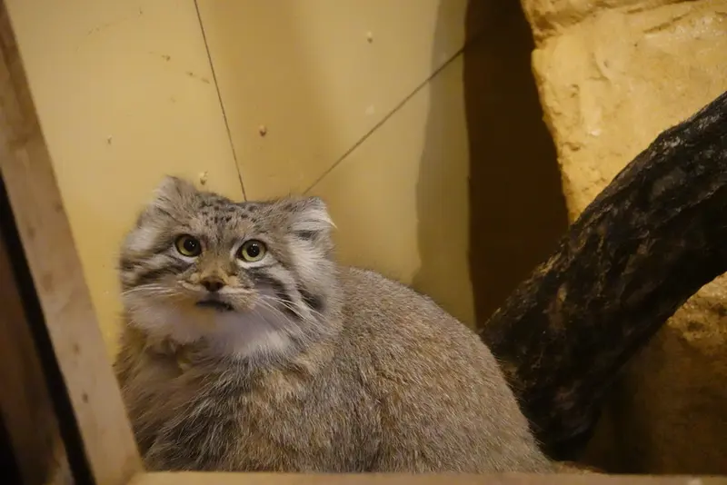 Фотография Оливы в Детском зоопарке Сайтама