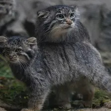 Фотография Маркизы в Новосибирском Зоопарке