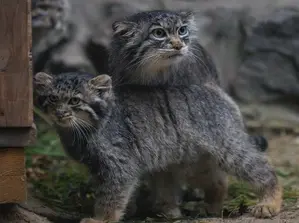 Фотография Маркизы в Новосибирском Зоопарке