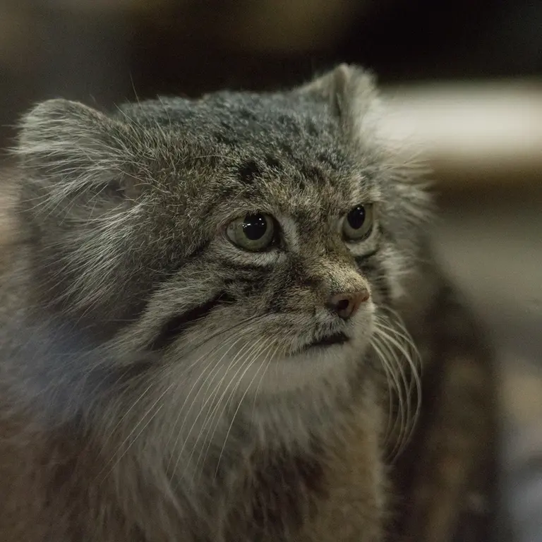 Фотография Клёна в Зоопарке Уено