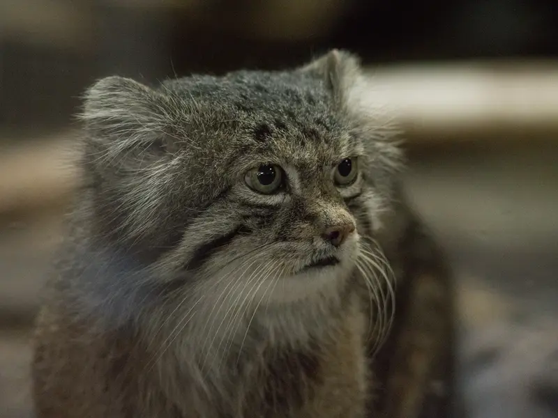 Фотография Клёна в Зоопарке Уено