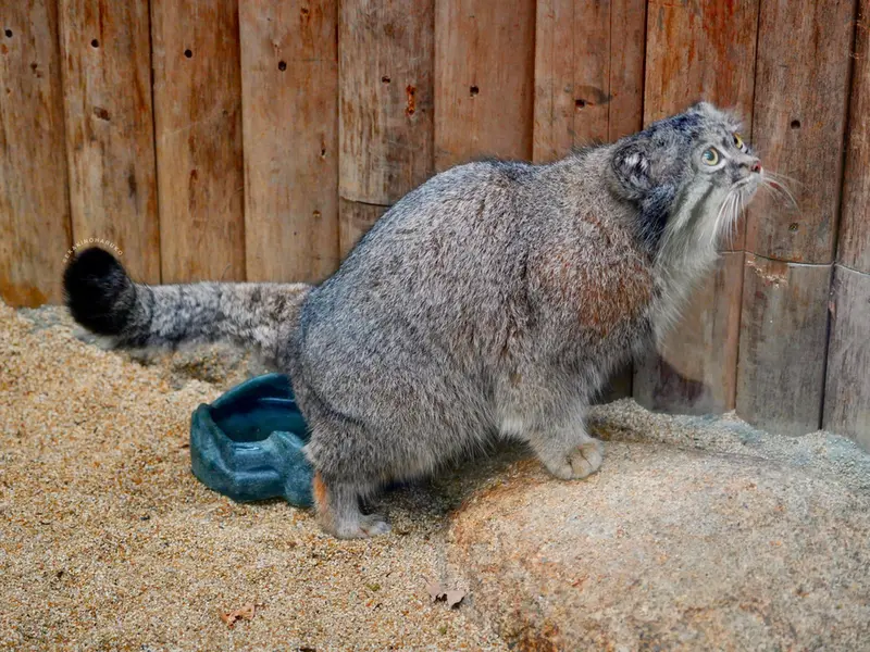 Фотография Нара в Царстве Животных Кобе