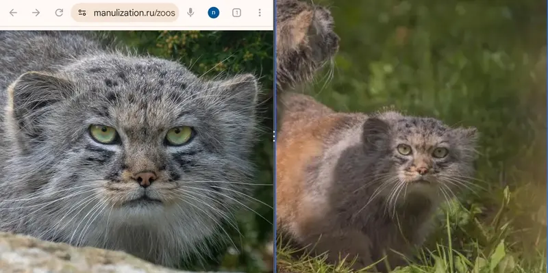 Фотография с манулом