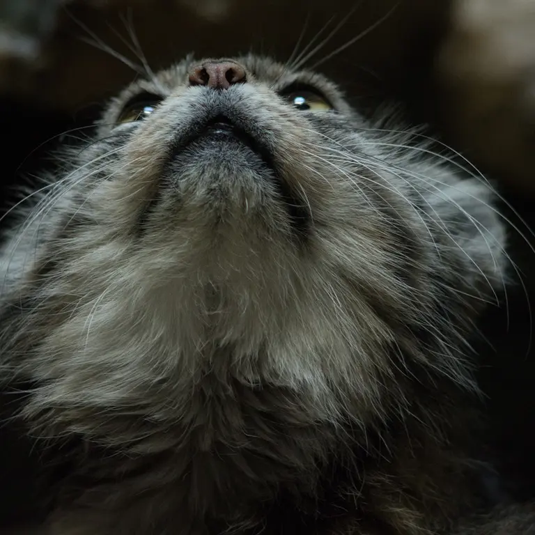 Фотография Примулы в Зоопарке Уено