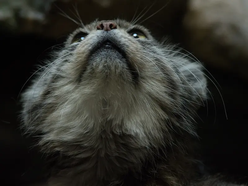 Фотография Примулы в Зоопарке Уено