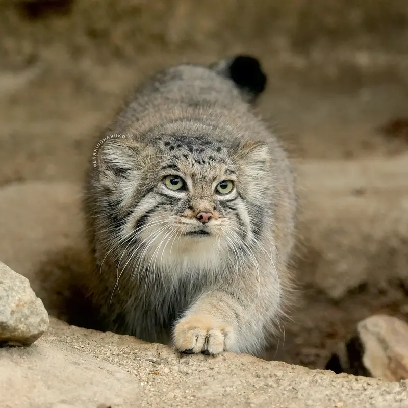 Фотография Аз в Царстве Животных Кобе