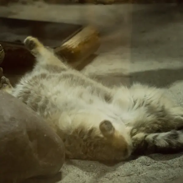 Фотография Примулы в Зоопарке Уено