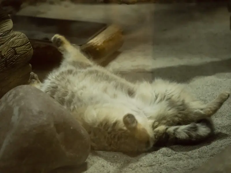 Фотография Примулы в Зоопарке Уено