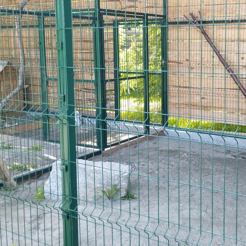 Фотография Чипа в Новосибирском Зоопарке