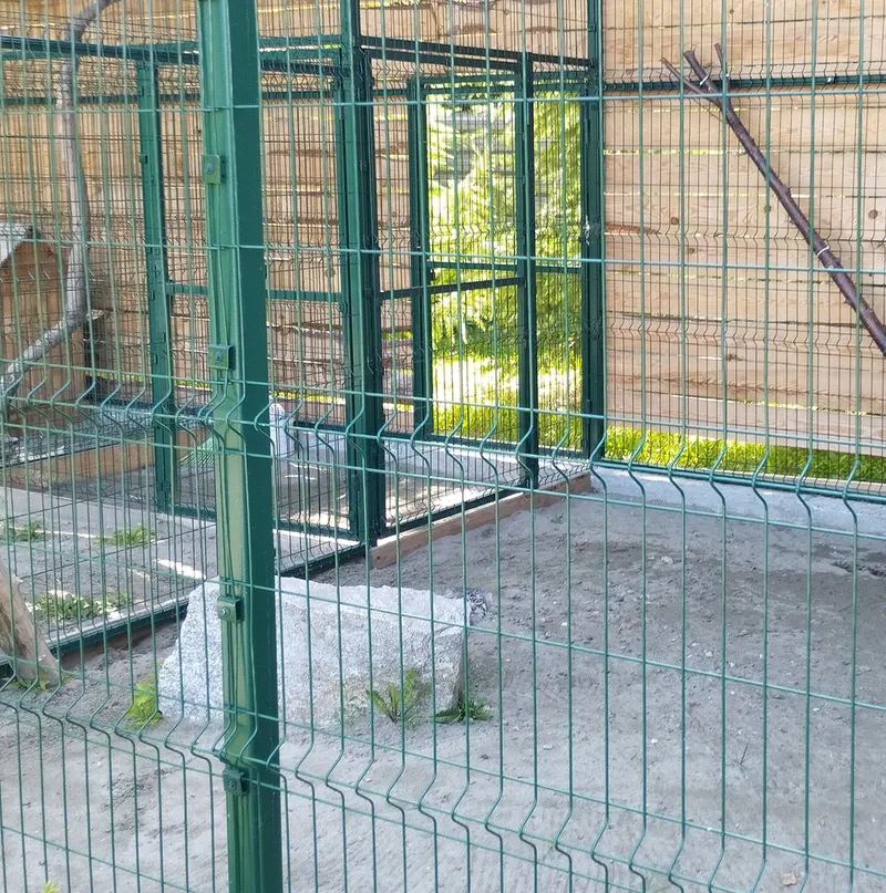 Фотография Чипа в Новосибирском Зоопарке