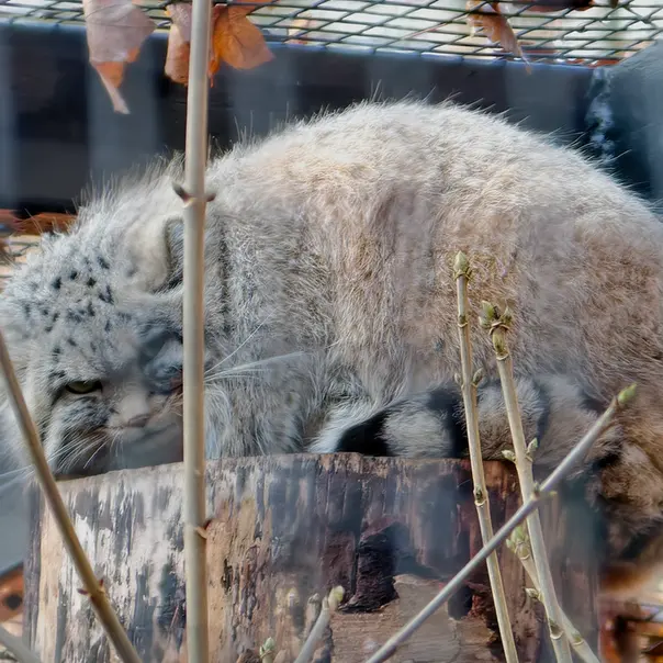 Фотография Зая в Гданском Зоопарке