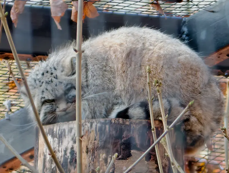 Фотография Зая в Гданском Зоопарке
