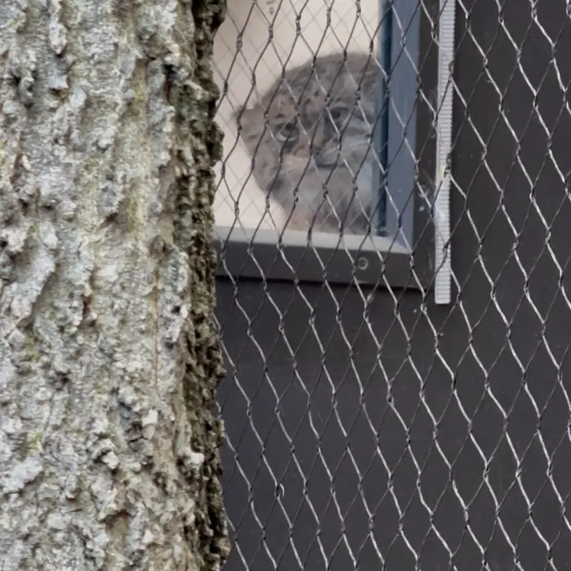 Фотография Сарнай в Зоопарке Проспект-парка