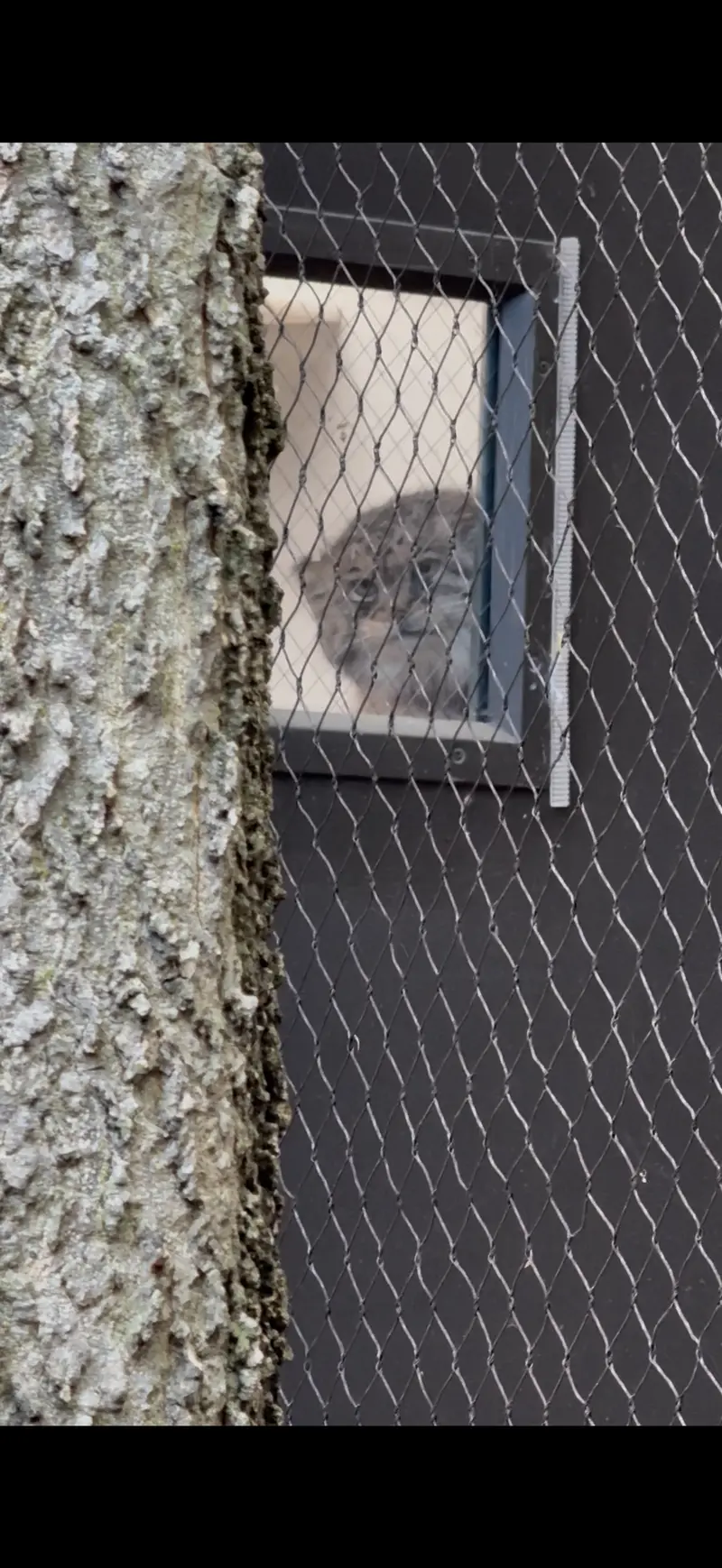 Фотография Сарнай в Зоопарке Проспект-парка