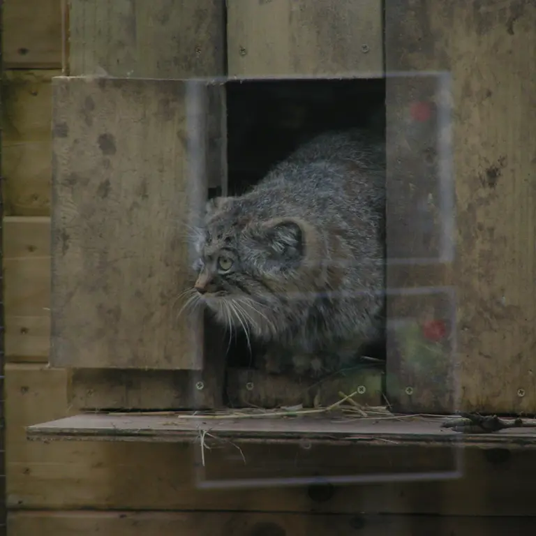 Фотография Алтая в Лэйклэнде Вайлдлайф Оазисе