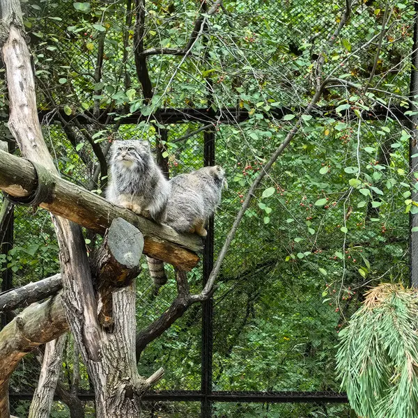 Фотография Евчика 2024 Г.р. Ⅰ и Сычика в Новосибирском Зоопарке