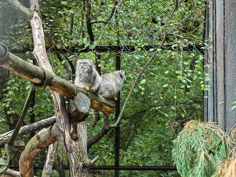 Фотография Евчика 2024 Г.р. Ⅰ и Сычика в Новосибирском Зоопарке