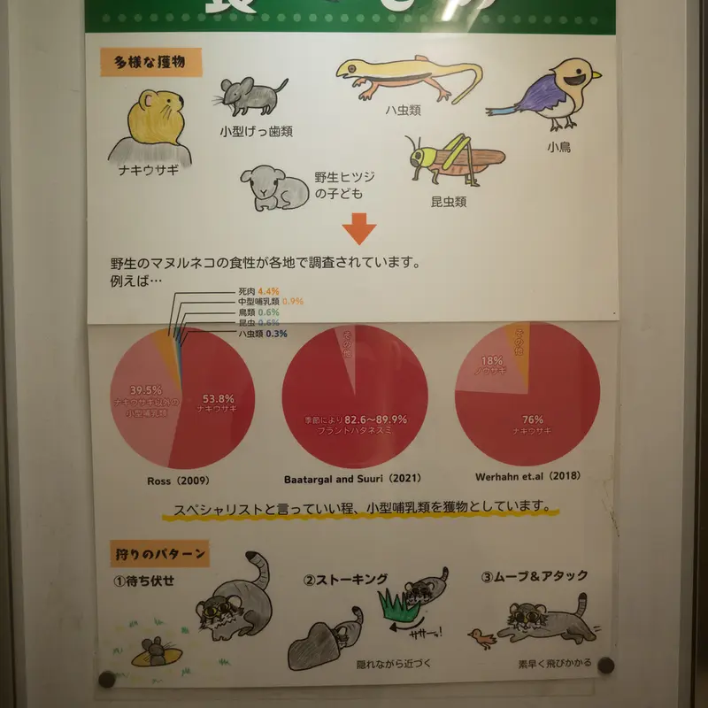 Фотография с манулом в Зоопарке Ногеяме