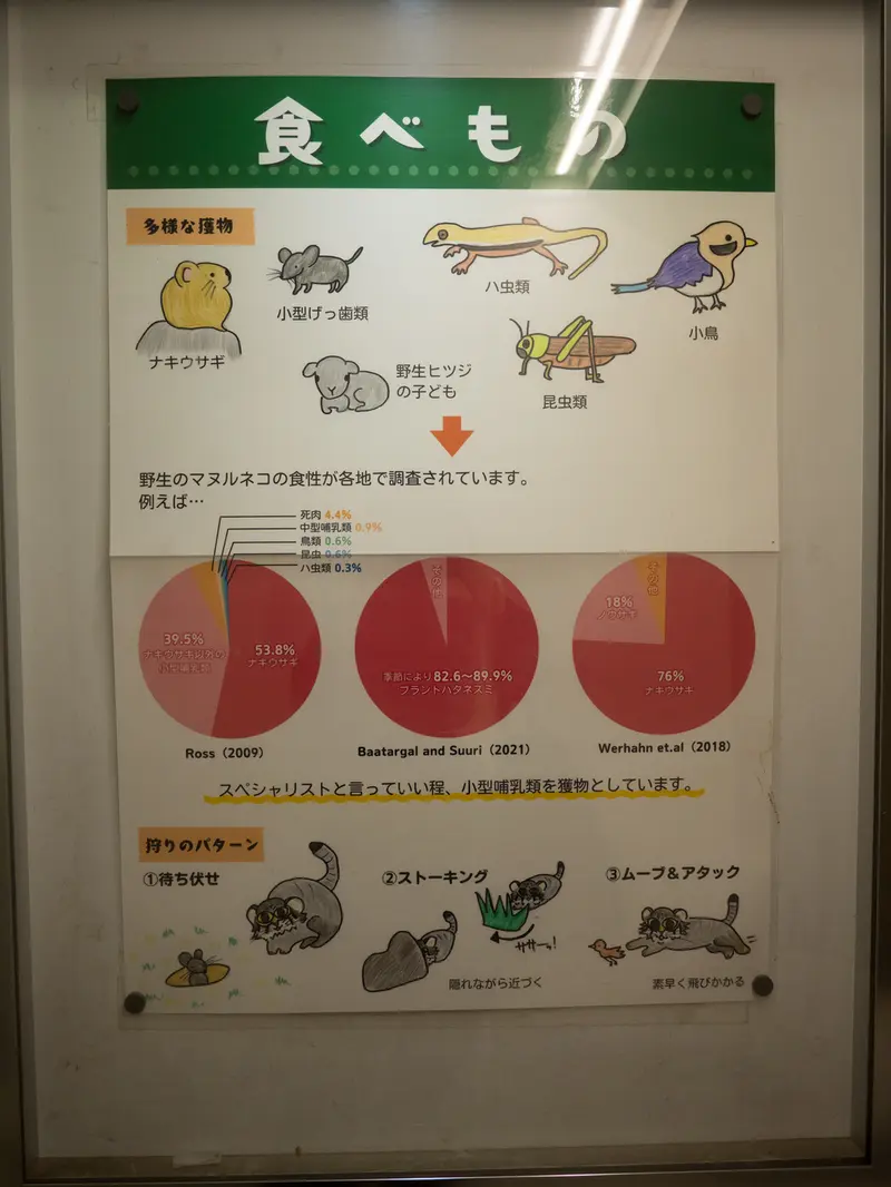 Фотография с манулом в Зоопарке Ногеяме