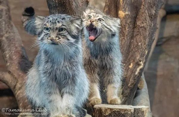 Фотография с манулом