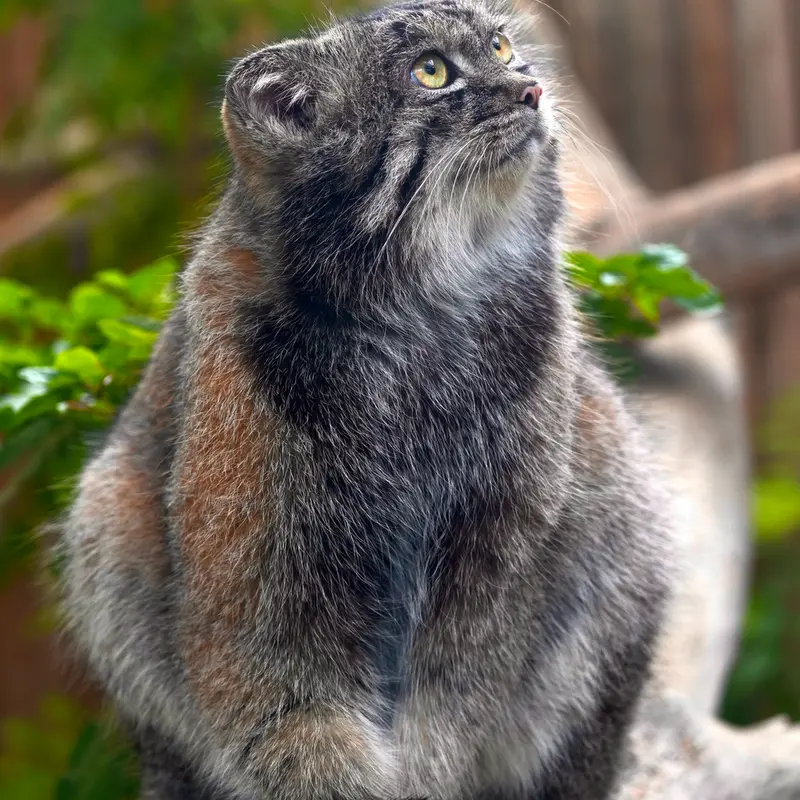 Фотография Нара в Царстве Животных Кобе