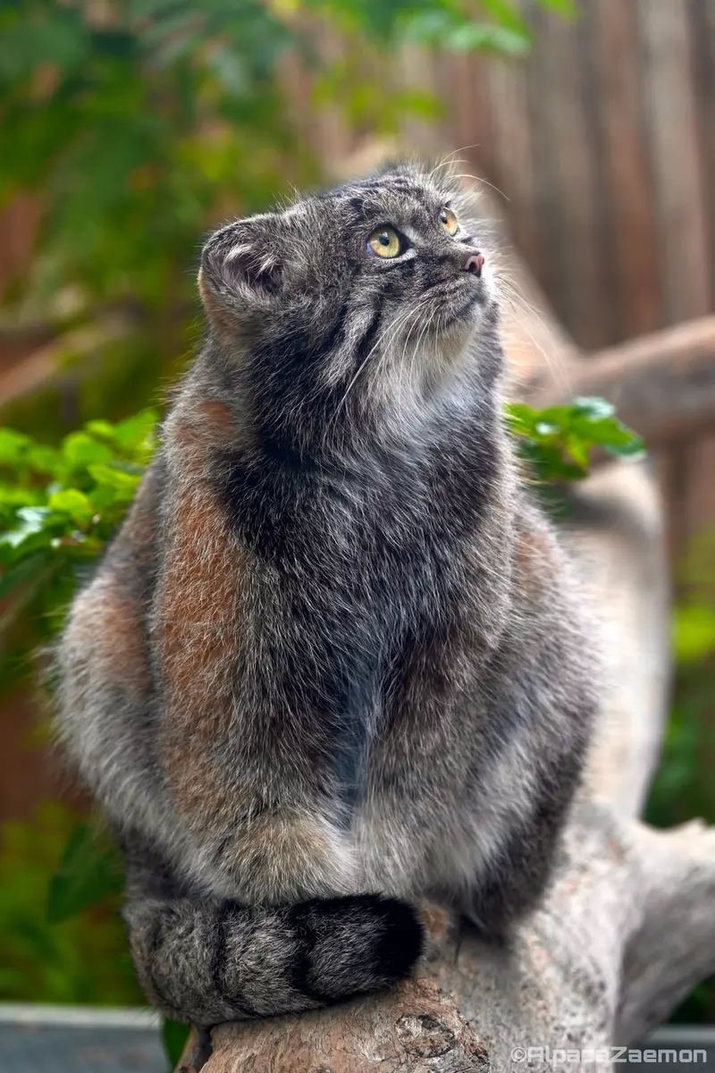 Фотография Нара в Царстве Животных Кобе