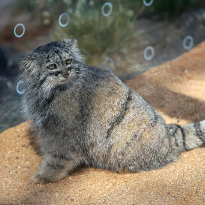 Фотография Принцессы в Пражском Зоопарке