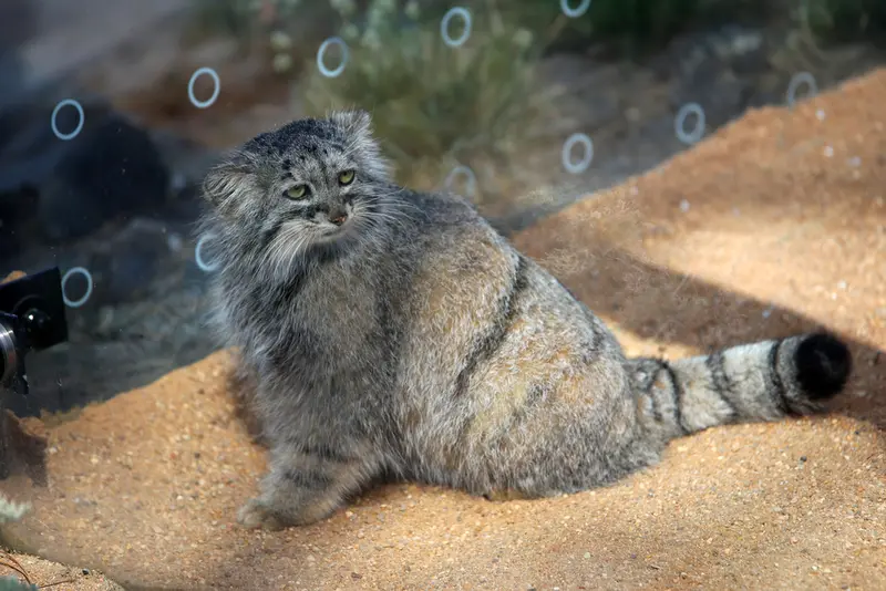Фотография Принцессы в Пражском Зоопарке